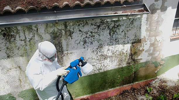 Top rated local Mold Remediation specialists in Baroda, MI